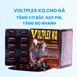 Thuốc Gà Đá Voltplex KQ - Thuốc Tăng Lực Dạng Tăng Cơ Bắp Cho Gà Hiệu Quả - 1 Hộp ( 10 Vĩ x 10 Viên )