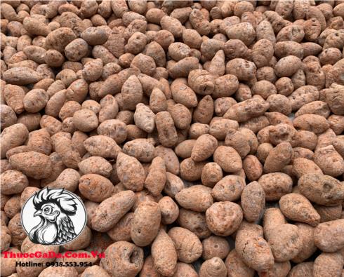 Cu-Nghe-Do-Xa-Cu-Cho-Ga-Da-Nghe-Tuoi-Chat-Luong-Gia-Re-1kg Củ Nghệ Đỏ Xà Cừ Cho Gà Đá - Nghệ Tươi, Chất Lượng, Giá Rẻ - 1kg chính hãng - Thuốc Gà Đá HCM