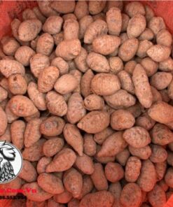 Củ Nghệ Đỏ Xà Cừ Cho Gà Đá - Nghệ Tươi, Chất Lượng, Giá Rẻ - 200gram chính hãng - Thuốc Gà Đá HCM