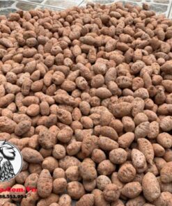 Củ Nghệ Đỏ Xà Cừ Cho Gà Đá - Nghệ Tươi, Chất Lượng, Giá Rẻ - 500gram chính hãng - Thuốc Gà Đá HCM
