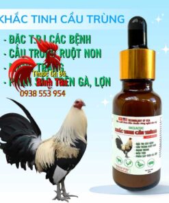 Diclacoc - Khắc Tinh Cầu Trùng giải pháp đặc trị hiệu quả bệnh cầu trùng Cho Gà Đá chính hãng - Thuốc Gà Đá HCM