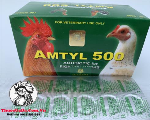 Thuoc-Tri-Benh-Cho-Ga-AMTYL-500-Chuyen-Tri-Cac-Benh-Ve-Duong-Ho-Hap-Cuc-Tot-1-Vi-10-Vien Thuốc Trị Bệnh Cho Gà AMTYL 500 Chuyên Trị Các Bệnh Về Đường Hô Hấp Cực Tốt - 1 Vỉ 10 Viên chính hãng - Thuốc Gà Đá HCM